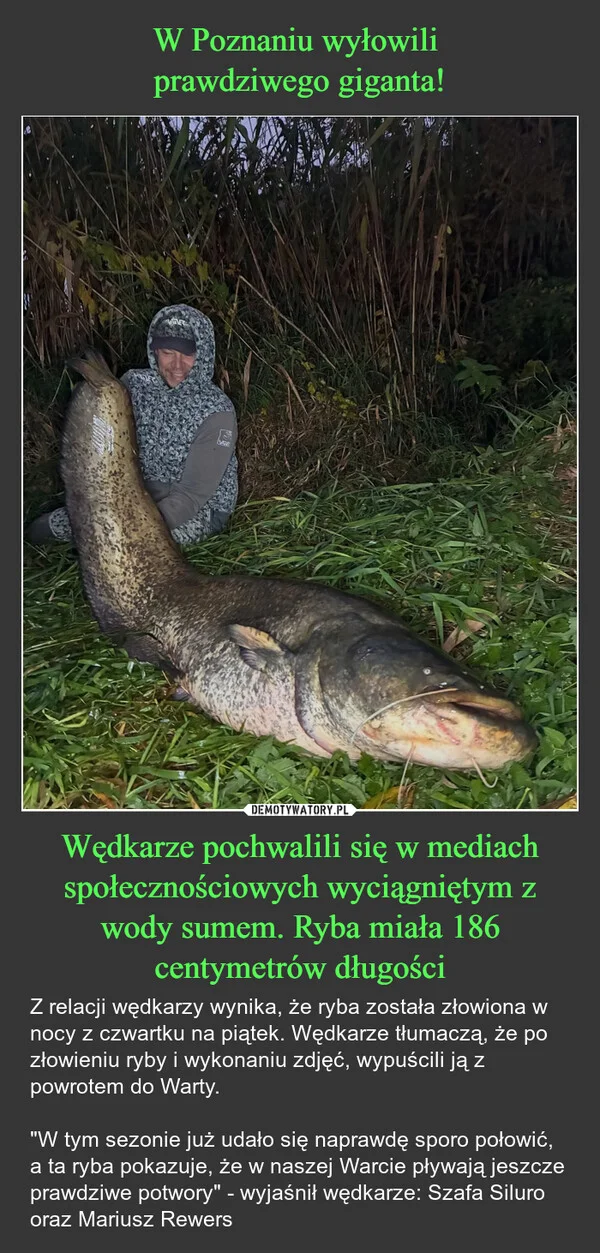 
    W Poznaniu wyłowili prawdziwego giganta! Wędkarze pochwalili się w mediach społecznościowych wyciągniętym z wody sumem. Ryba miała 186 centymetrów długości