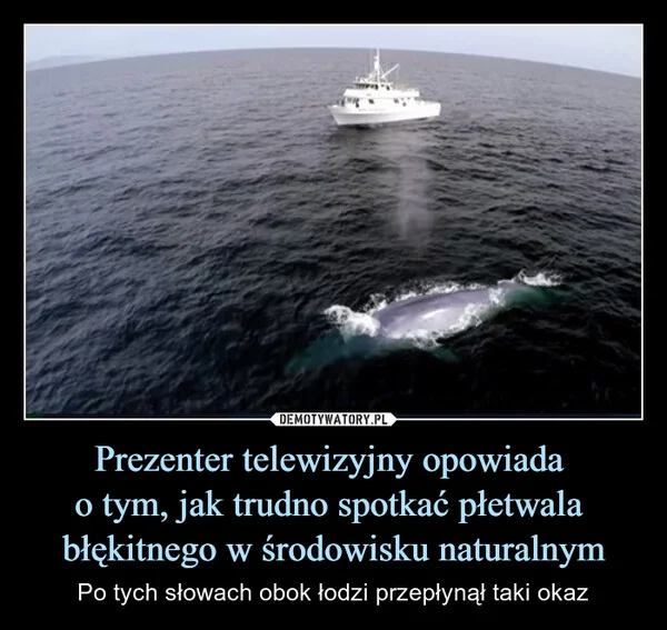 Prezenter telewizyjny opowiada o tym, jak trudno spotkać płetwala błękitnego w środowisku naturalnym