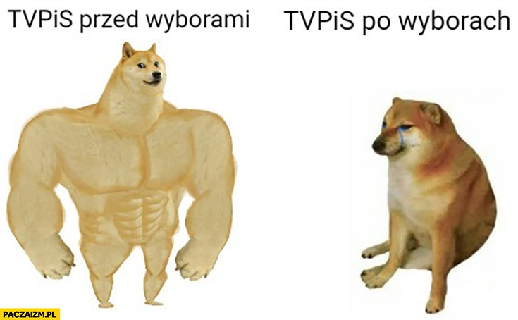 
    TVPiS przed wyborami vs po wyborach pies pieseł doge cheems