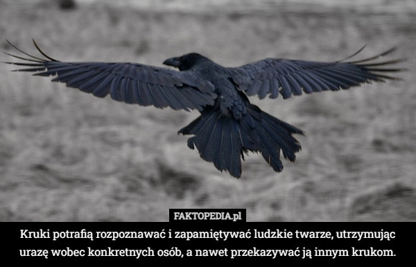 
    Kruki potrafią rozpoznawać i zapamiętywać ludzkie twarze, utrzymując urazę