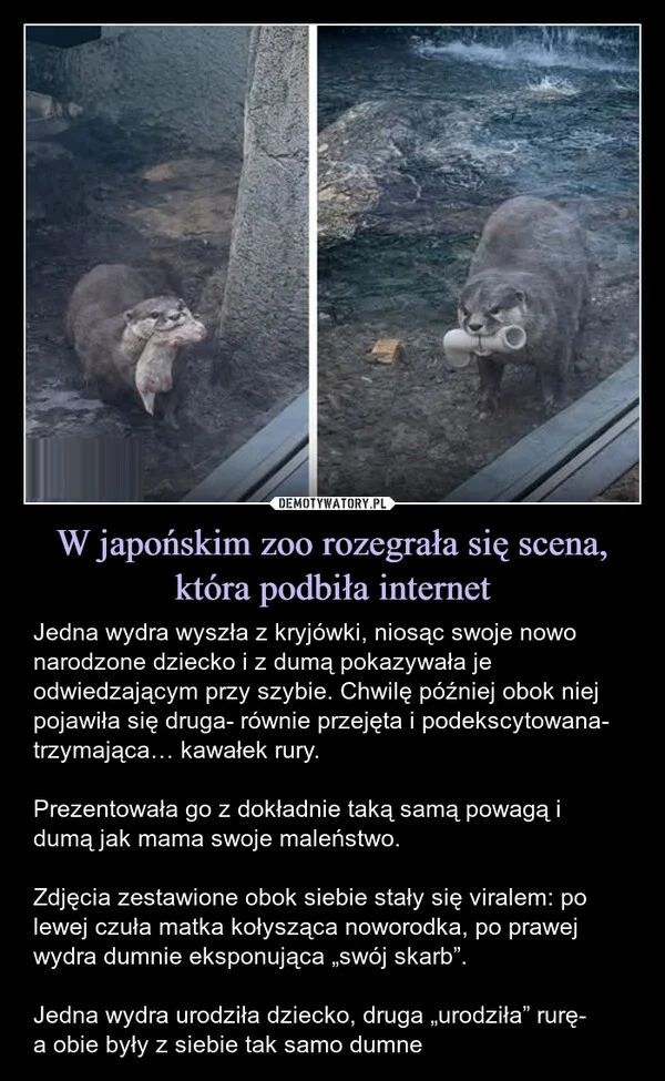 
    W japońskim zoo rozegrała się scena, która podbiła internet