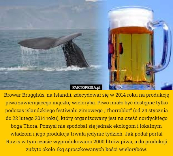 
    Browar Brugghús, na Islandii, zdecydował się w 2014 roku na produkcję piwa