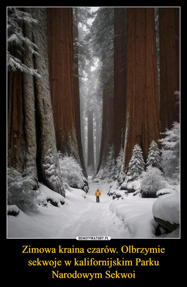 
    Zimowa kraina czarów. Olbrzymie sekwoje w kalifornijskim Parku Narodowym Sekwoi