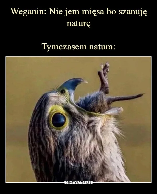 
    Weganin: Nie jem mięsa bo szanuję naturę Tymczasem natura: