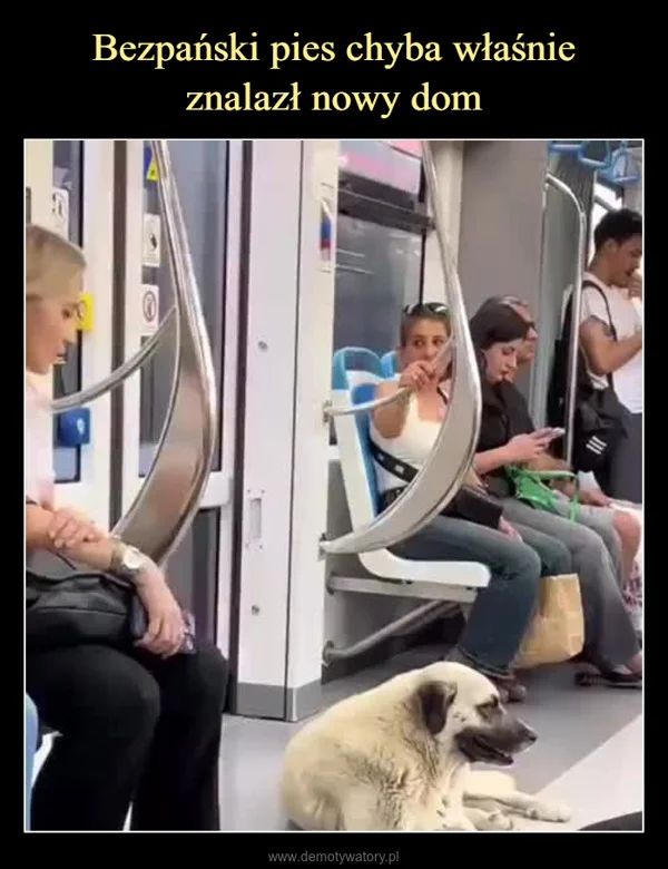 
    Bezpański pies chyba właśnie znalazł nowy dom