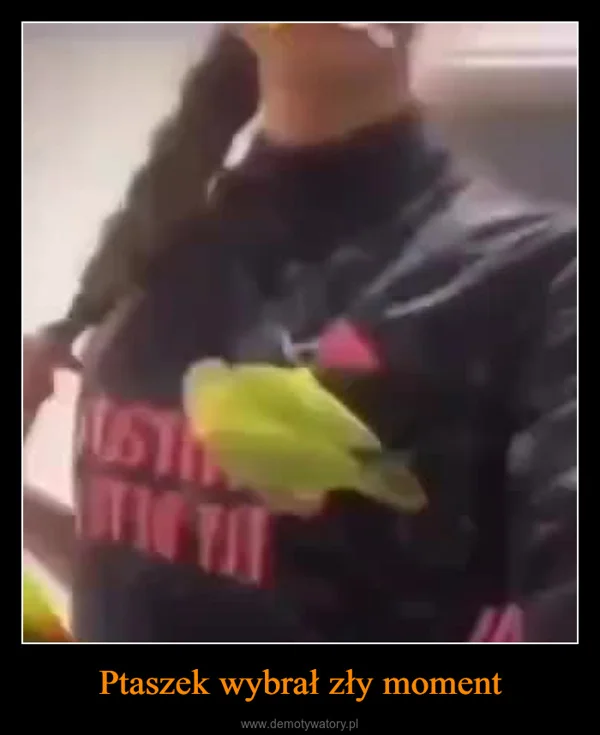 
    Ptaszek wybrał zły moment