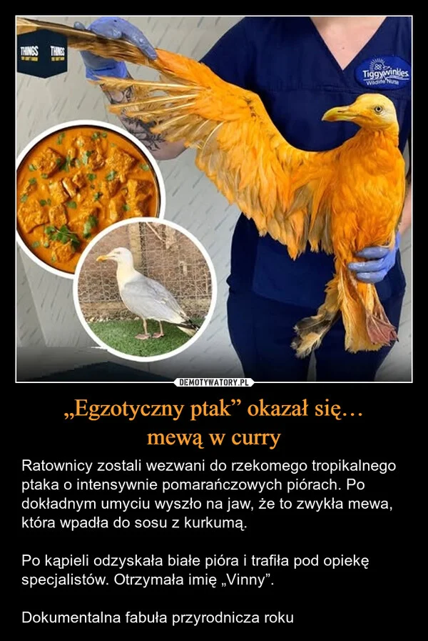 
    „Egzotyczny ptak” okazał się… mewą w curry