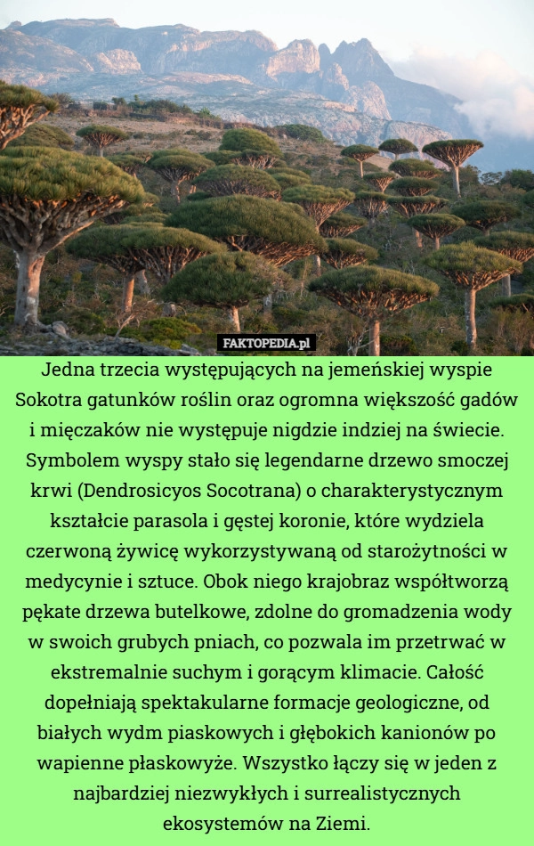 
    Jedna trzecia występujących na jemeńskiej wyspie Sokotra gatunków roślin