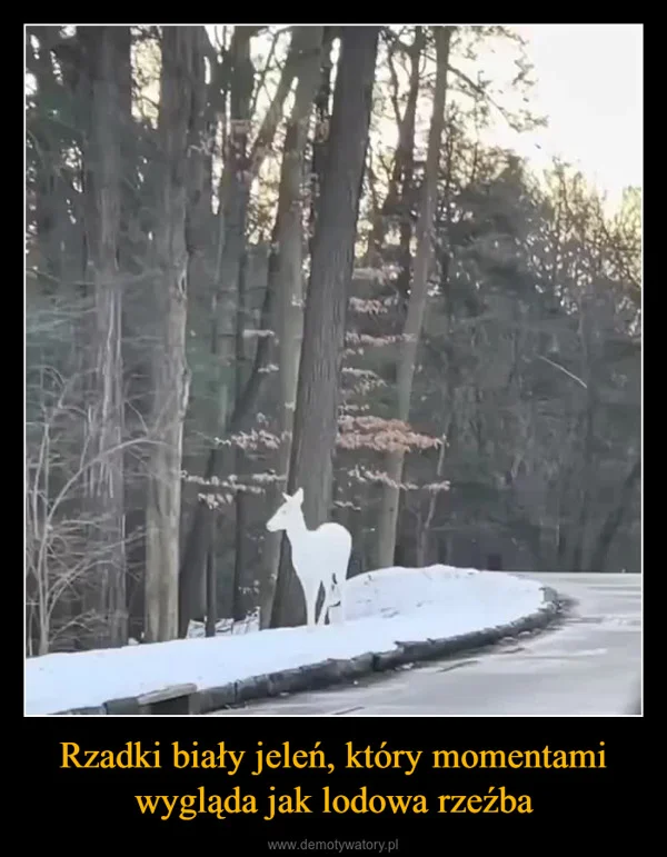 
    Rzadki biały jeleń, który momentami wygląda jak lodowa rzeźba