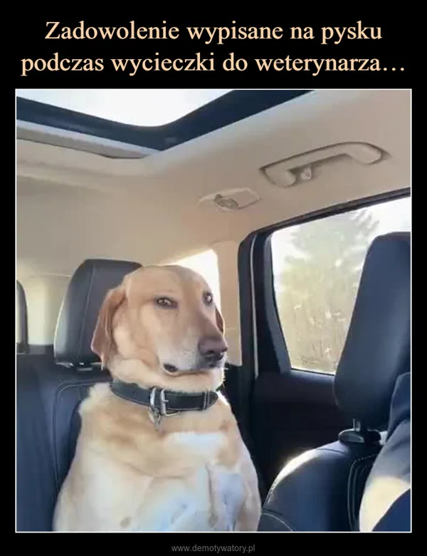 
    Zadowolenie wypisane na pysku podczas wycieczki do weterynarza…