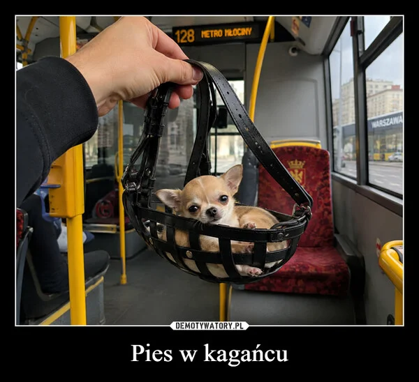 
    Pies w kagańcu