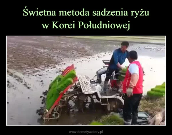 
    Świetna metoda sadzenia ryżu w Korei Południowej