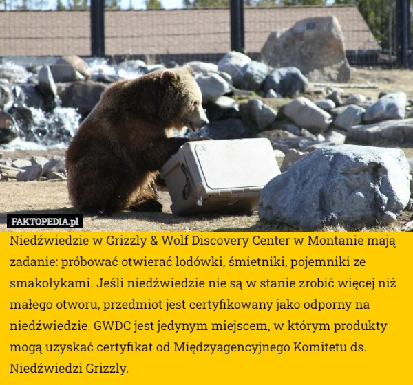 
    Niedźwiedzie w Grizzly & Wolf Discovery Center w Montanie mają zadanie: