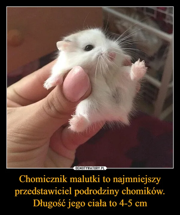 
    Chomicznik malutki to najmniejszy przedstawiciel podrodziny chomików. Długość jego ciała to 4-5 cm
