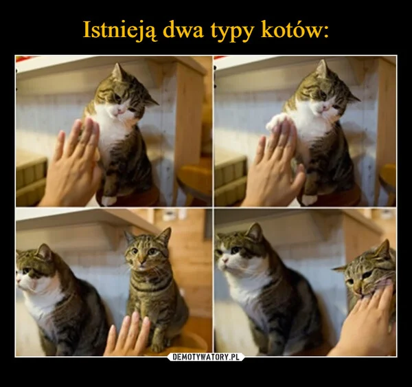 
    Istnieją dwa typy kotów:
