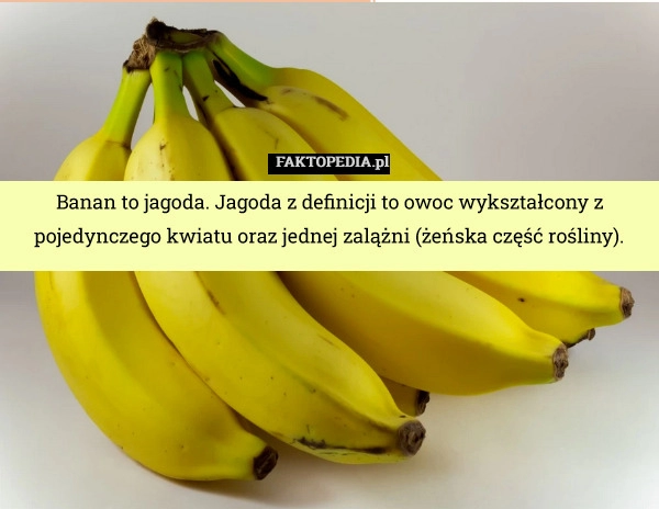 
    Banan to jagoda. Jagoda z definicji to owoc wykształcony z pojedynczego