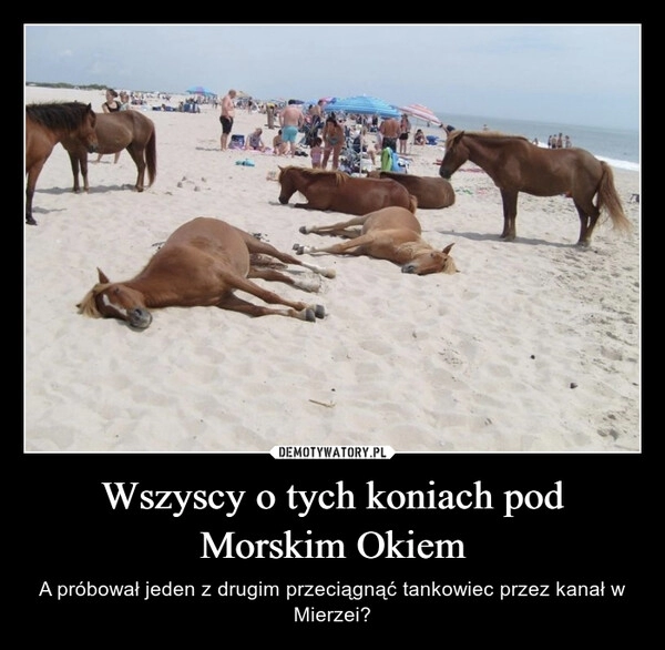 
    Wszyscy o tych koniach pod Morskim Okiem