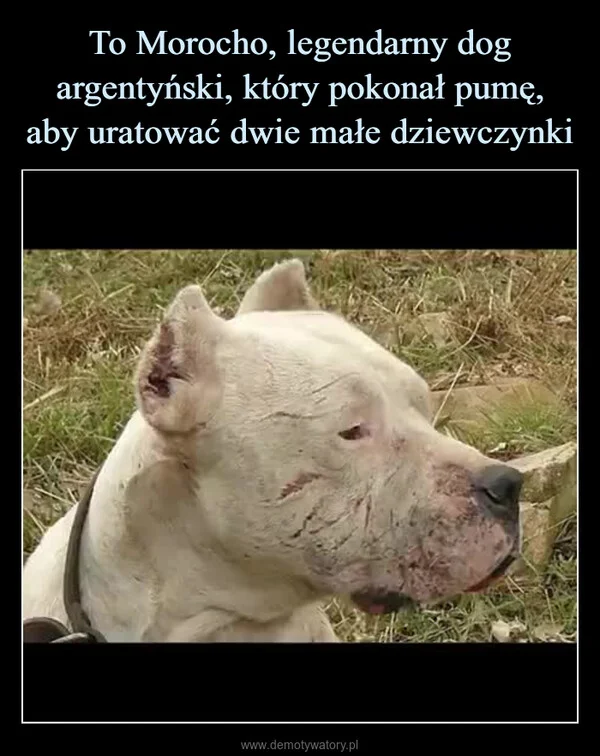 
    To Morocho, legendarny dog argentyński, który pokonał pumę, aby uratować dwie małe dziewczynki