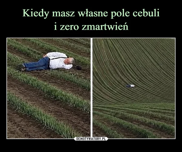 
    Kiedy masz własne pole cebuli i zero zmartwień