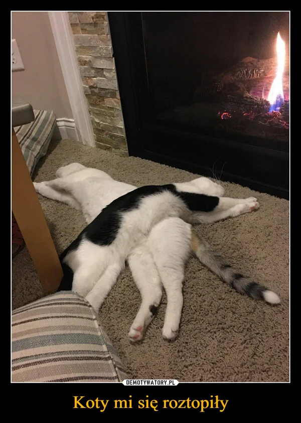 
    Koty mi się roztopiły