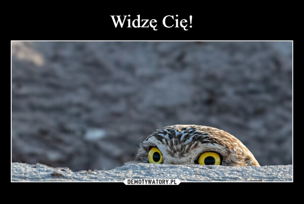 
    Widzę Cię!