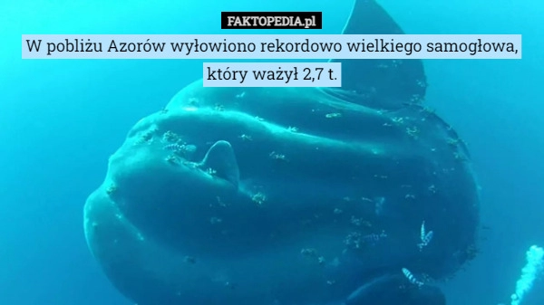 
    W pobliżu Azorów wyłowiono rekordowo wielkiego samogłowa, który ważył 2,7