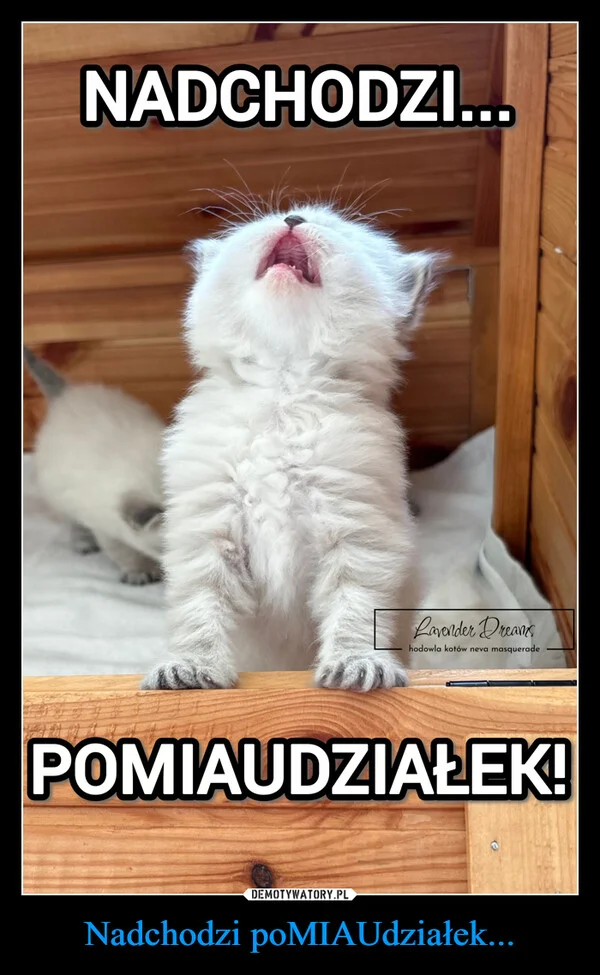 
    Nadchodzi poMIAUdziałek...