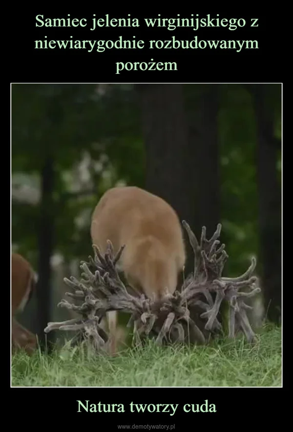 
    Samiec jelenia wirginijskiego z niewiarygodnie rozbudowanym porożem Natura tworzy cuda