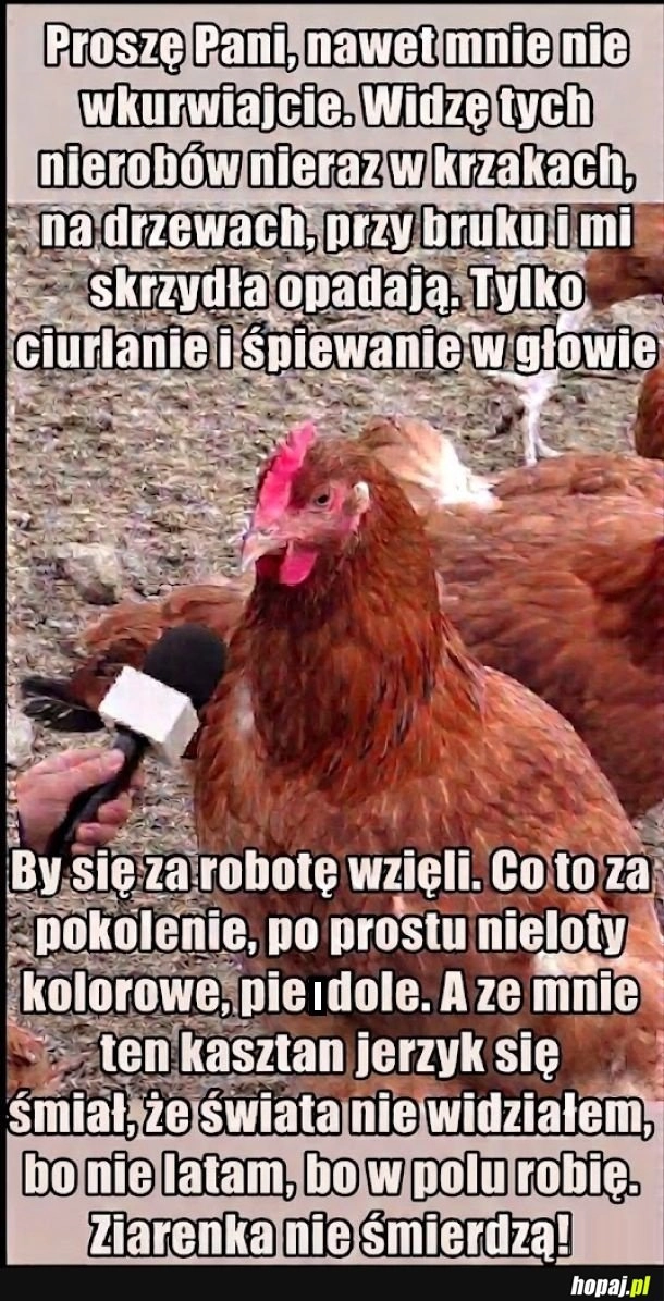 
    Robotna kura mówi jak jest