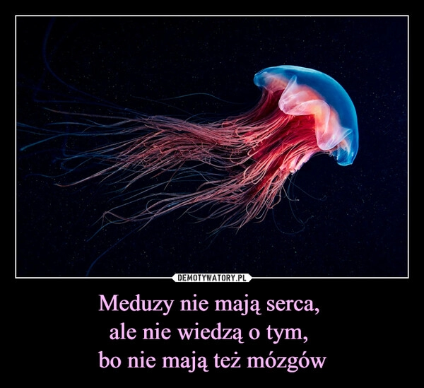 
    Meduzy nie mają serca, 
ale nie wiedzą o tym, 
bo nie mają też mózgów