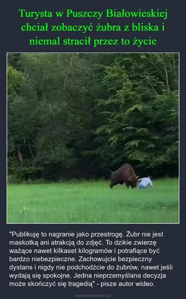 
    Turysta w Puszczy Białowieskiej chciał zobaczyć żubra z bliska i niemal stracił przez to życie
