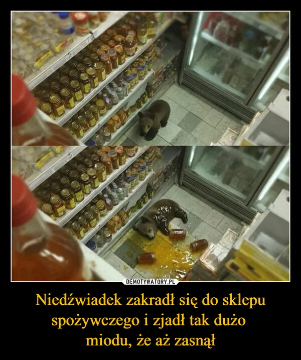 
    Niedźwiadek zakradł się do sklepu spożywczego i zjadł tak dużo miodu, że aż zasnął