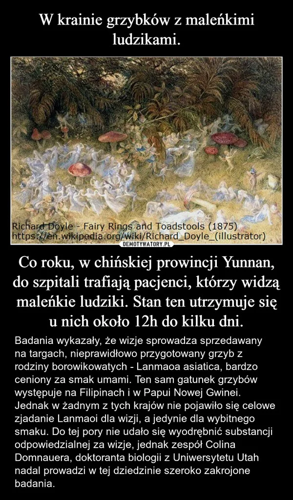 
    W krainie grzybków z maleńkimi ludzikami. Co roku, w chińskiej prowincji Yunnan, do szpitali trafiają pacjenci, którzy widzą maleńkie ludziki. Stan ten utrzymuje się u nich około 12h do kilku dni.