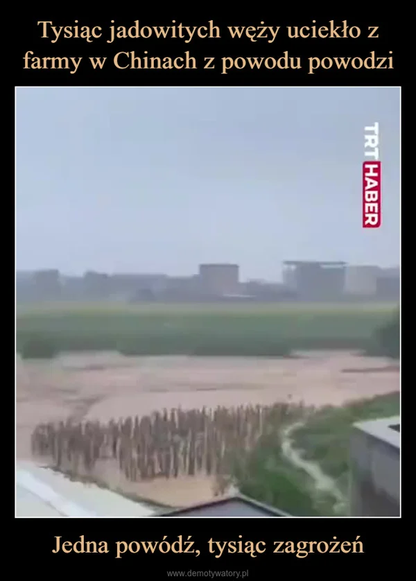 
    Tysiąc jadowitych węży uciekło z farmy w Chinach z powodu powodzi Jedna powódź, tysiąc zagrożeń