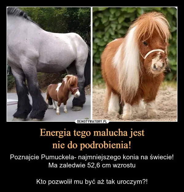 
    Energia tego malucha jest nie do podrobienia!