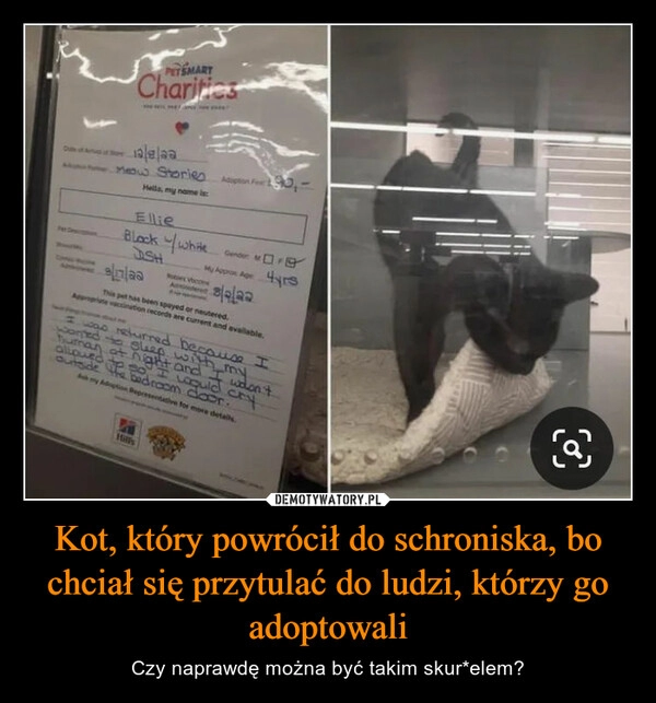 
    Kot, który powrócił do schroniska, bo chciał się przytulać do ludzi, którzy go adoptowali