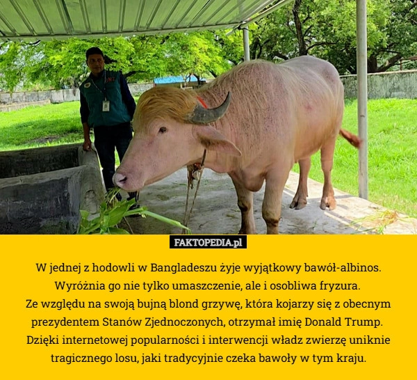 
    W jednej z hodowli w Bangladeszu żyje wyjątkowy bawół-albinos. Wyróżnia