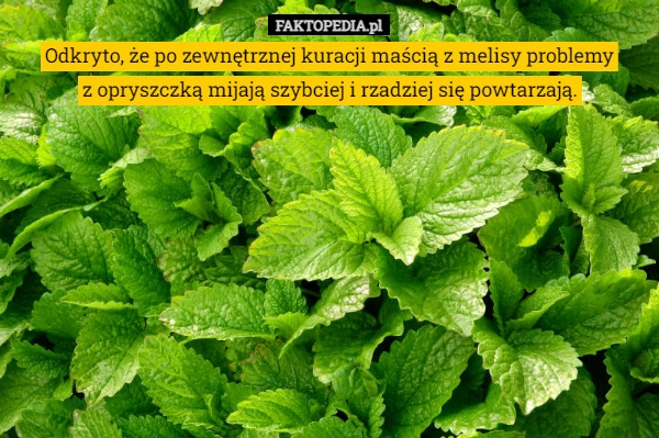 
    
			Odkryto, że po zewnętrznej kuracji maścią z melisy problemy z opryszczką...					