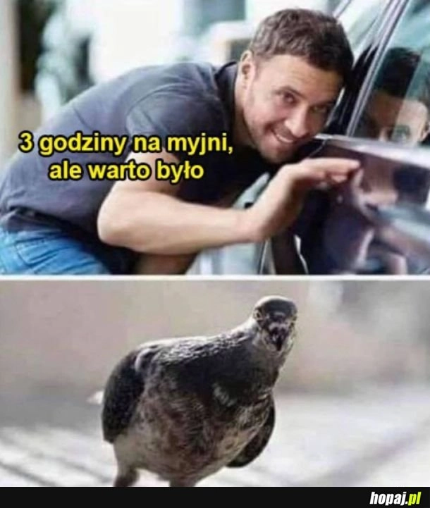 
    Gołomp