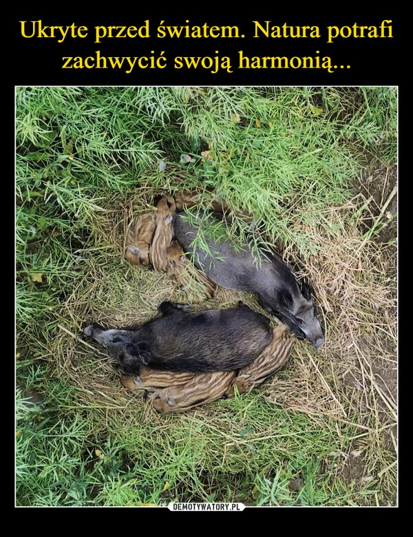 Ukryte przed światem. Natura potrafi zachwycić swoją harmonią...