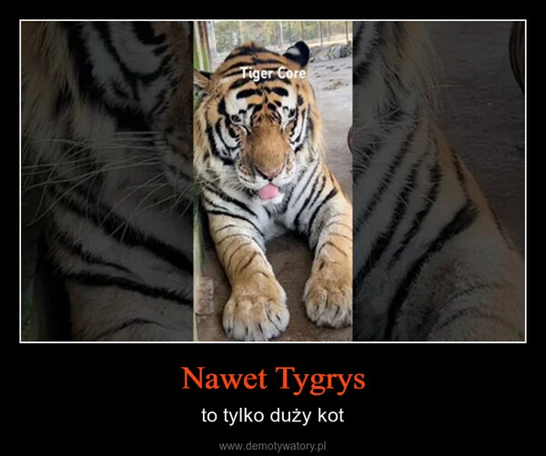 Nawet Tygrys