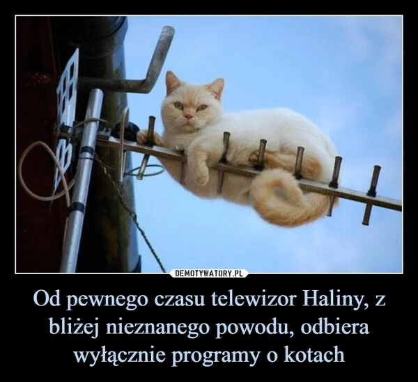 
    Od pewnego czasu telewizor Haliny, z bliżej nieznanego powodu, odbiera wyłącznie programy o kotach