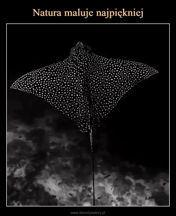 
    Natura maluje najpiękniej