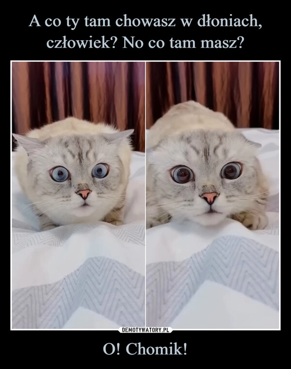 
    A co ty tam chowasz w dłoniach, człowiek? No co tam masz? O! Chomik!