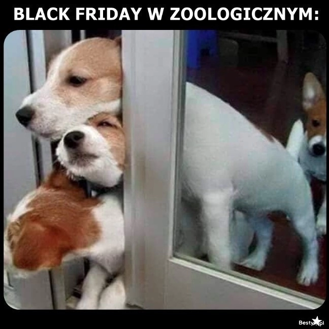 
    Black Friday w zoologicznym 