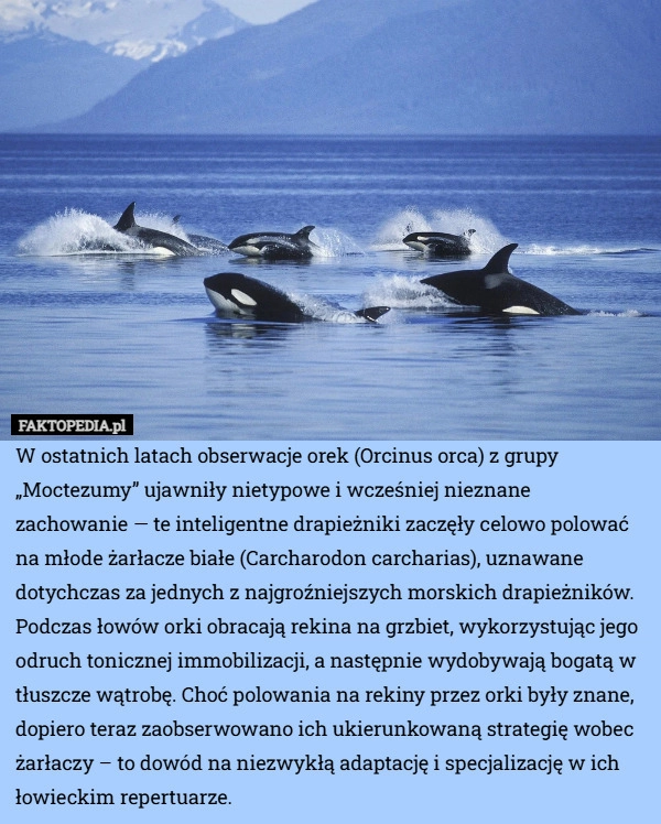 
    W ostatnich latach obserwacje orek (Orcinus orca) z grupy „Moctezumy” ujawniły