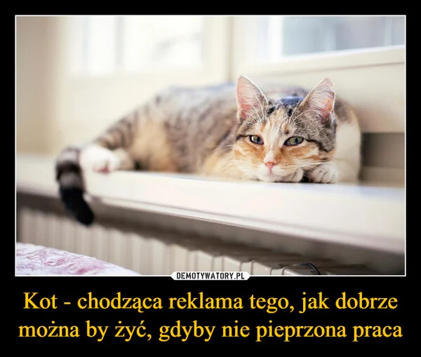 
    Kot - chodząca reklama tego, jak dobrze można by żyć, gdyby nie pieprzona praca