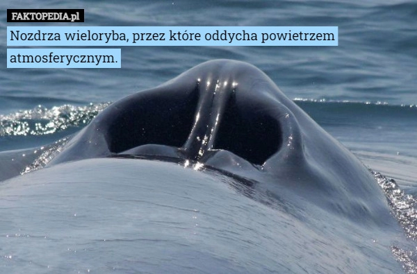 
    Nozdrza wieloryba, przez które oddycha powietrzem atmosferycznym.