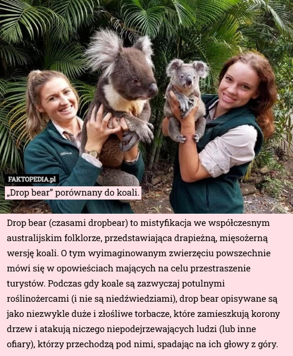 
    „Drop bear” porównany do koali. Drop bear (czasami dropbear) to mistyfikacja...