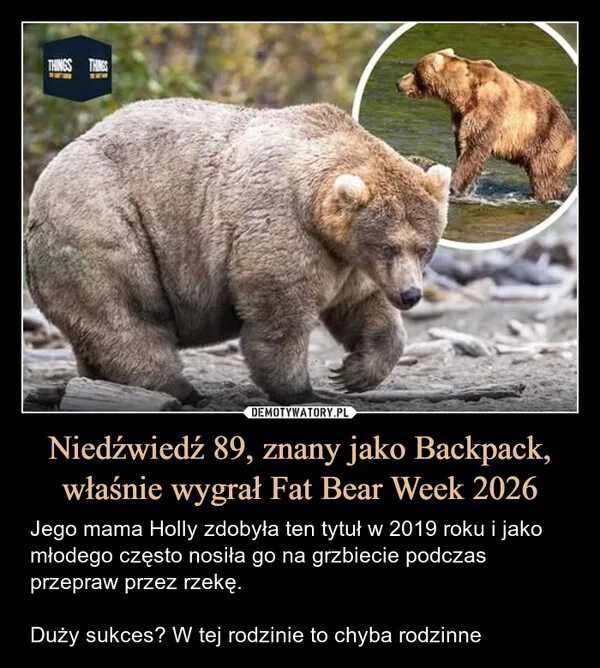 
    Niedźwiedź 89, znany jako Backpack, właśnie wygrał Fat Bear Week 2026